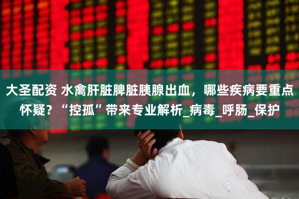 大圣配资 水禽肝脏脾脏胰腺出血，哪些疾病要重点怀疑？“控孤”带来专业解析_病毒_呼肠_保护